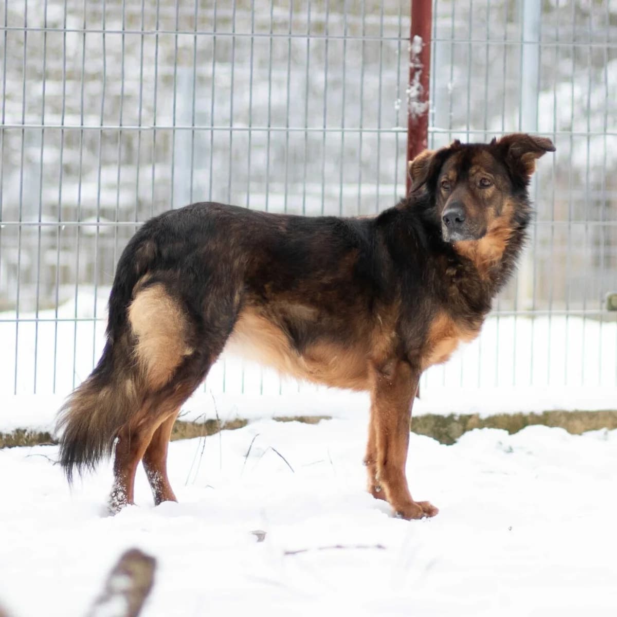 Luna, female senior Mixed Breed for adoption at Menschen für Tiere, Oberndorf a.N.