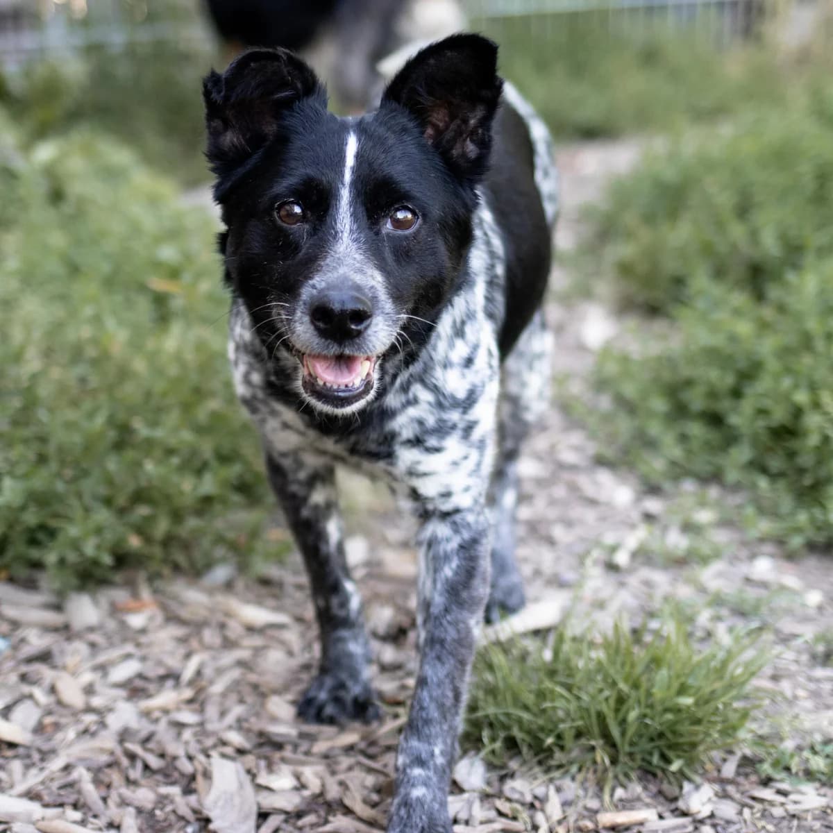 Maya, female Mixed Breed for adoption at Menschen für Tiere, Oberndorf a.N.