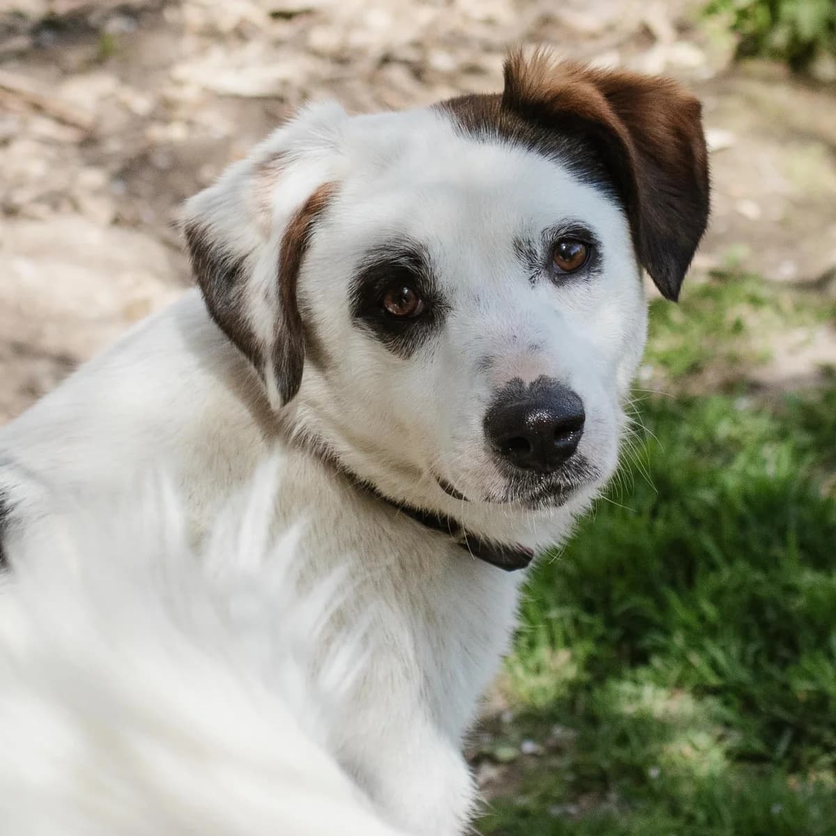 Nuri, female Mixed Breed for adoption at Menschen für Tiere, Oberndorf a.N.