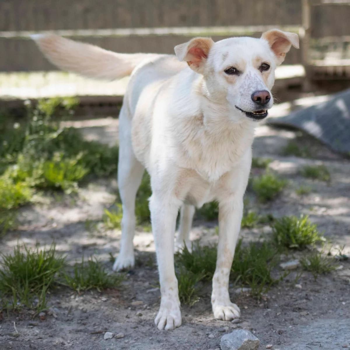 Patty, female Mixed Breed for adoption at Menschen für Tiere, Oberndorf a.N.