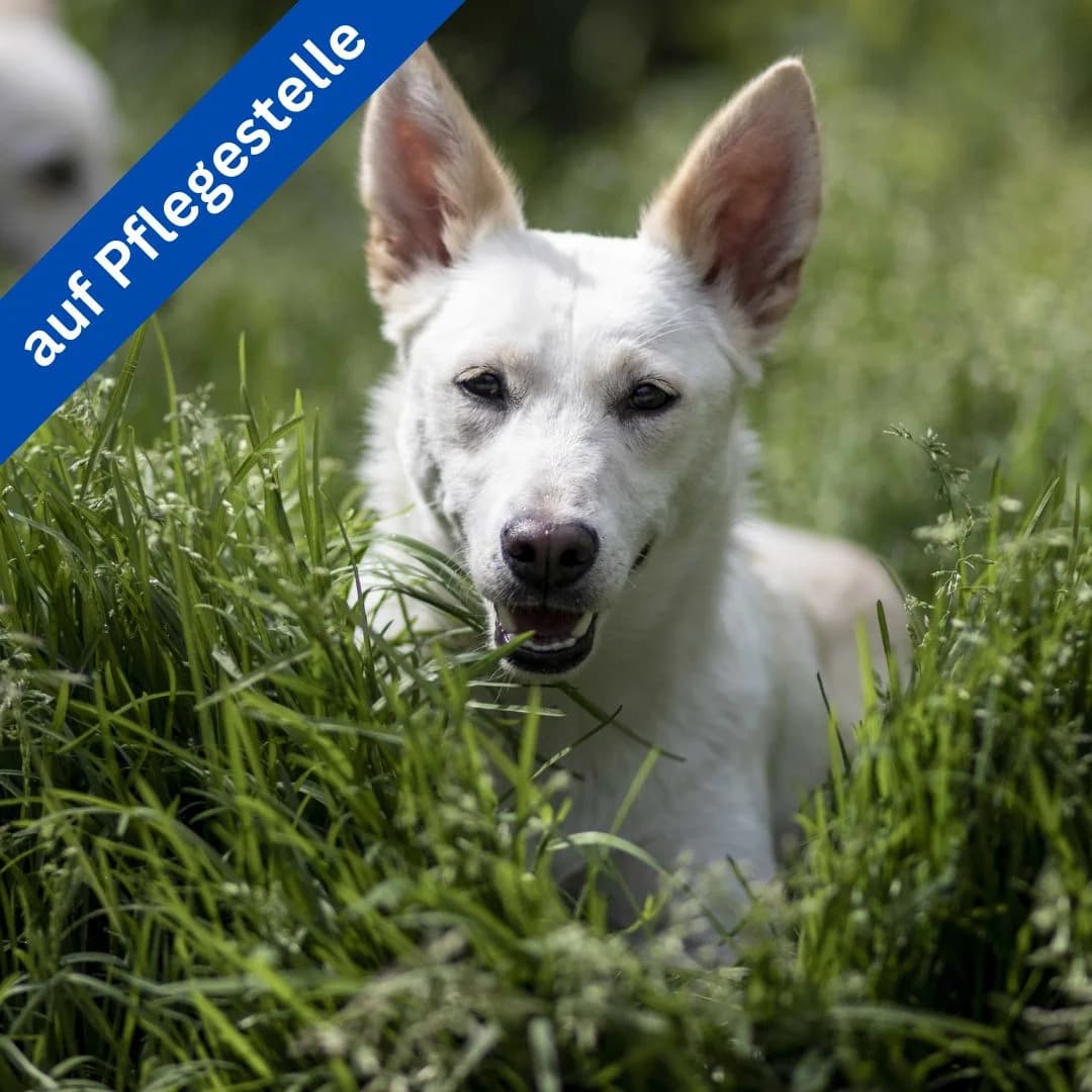 Paula, female Mixed Breed for adoption at Menschen für Tiere, Oberndorf a.N.