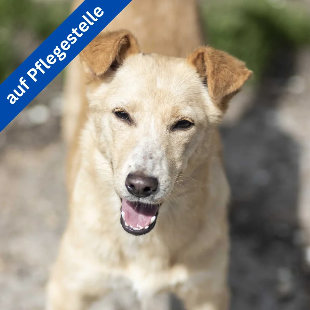 Pia, female Mixed Breed for adoption at Menschen für Tiere, Oberndorf a.N.