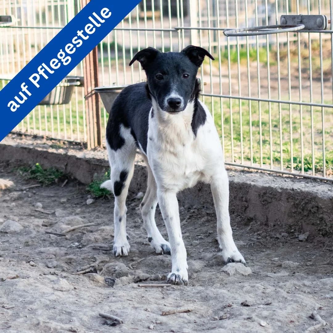 Shiva, female Mixed Breed for adoption at Menschen für Tiere, Oberndorf a.N.