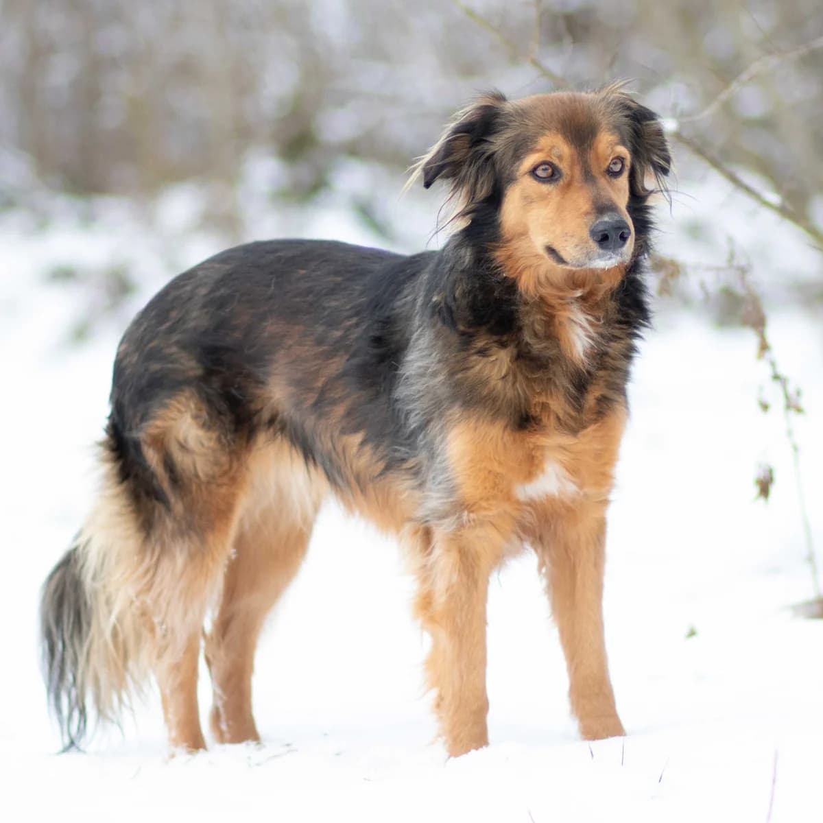 Silva, female Mixed Breed for adoption at Menschen für Tiere, Oberndorf a.N.