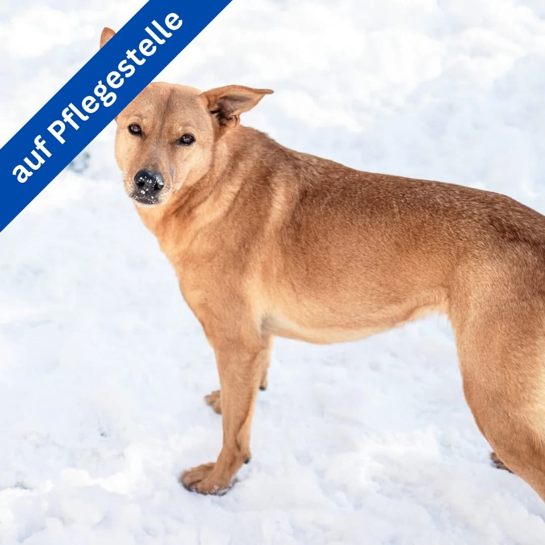 Simba, female Mixed Breed for adoption at Menschen für Tiere, Oberndorf a.N.