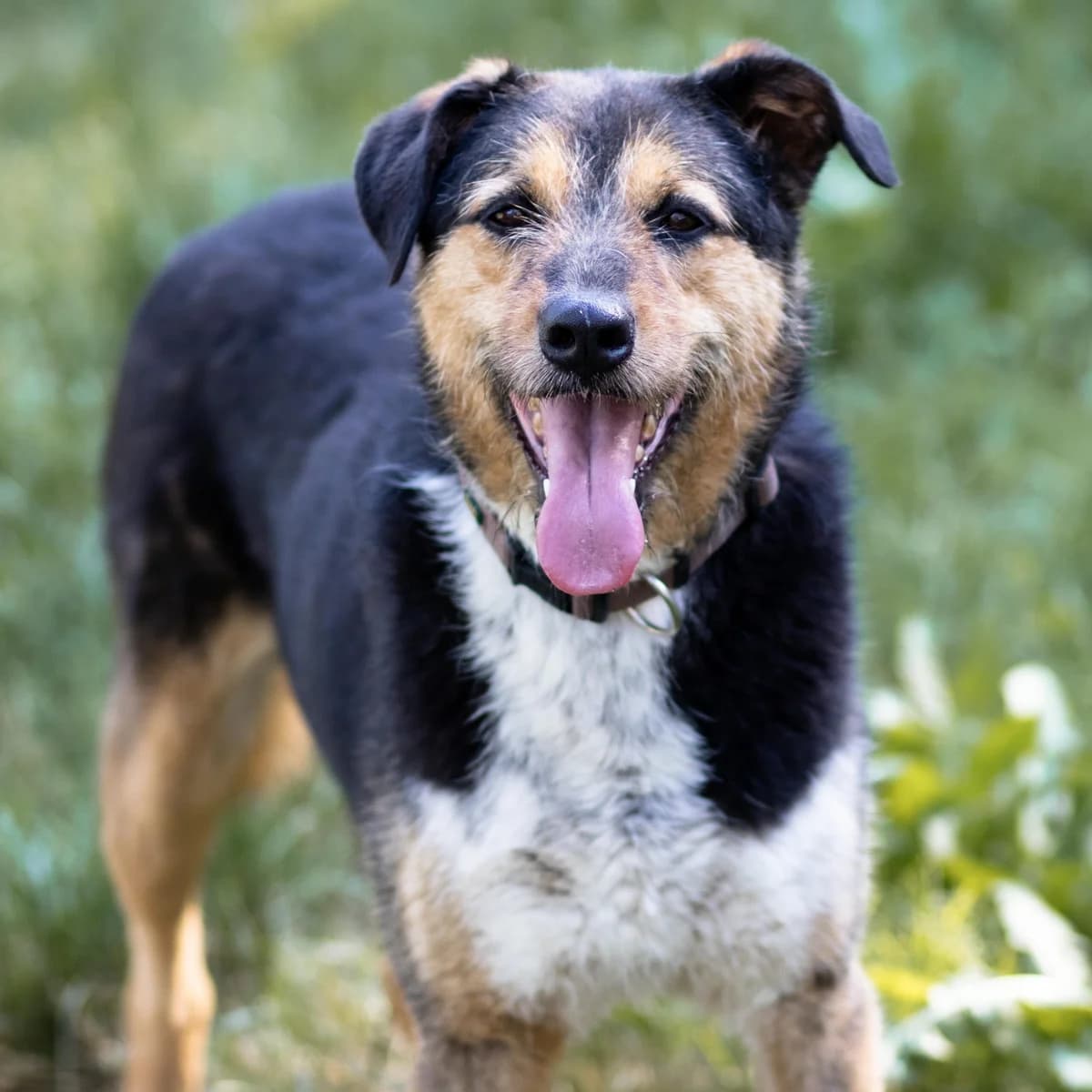 Suky, female Mixed Breed for adoption at Menschen für Tiere, Oberndorf a.N.