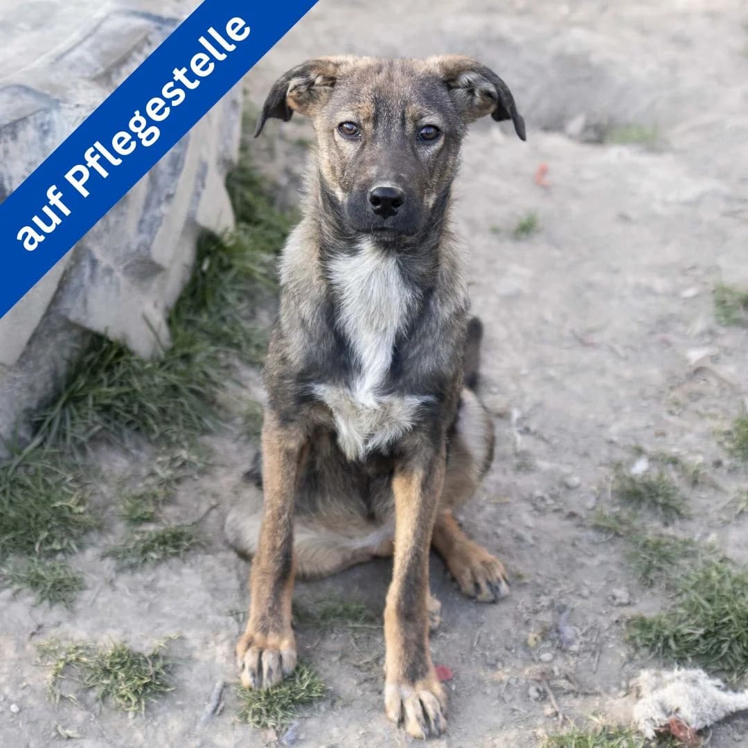 Tara, female Mixed Breed for adoption at Menschen für Tiere, Oberndorf a.N.