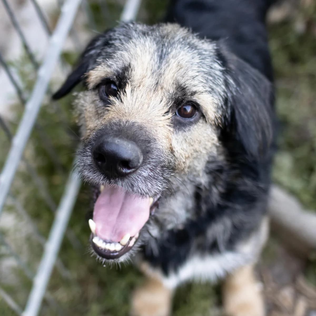 Toby, schwarz male Mixed Breed for adoption at Menschen für Tiere, Oberndorf a.N.