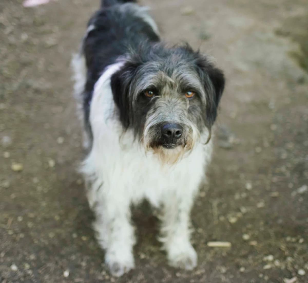Drixie, weiß female Mixed Breed for adoption at Menschen für Tiere, Oberndorf a.N.