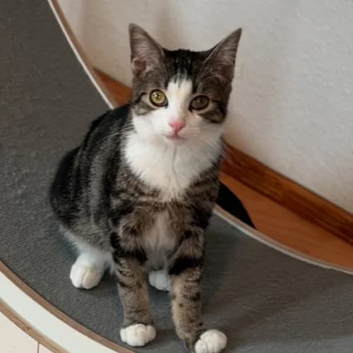 Bonito, Mixed Breed (miniKatz)