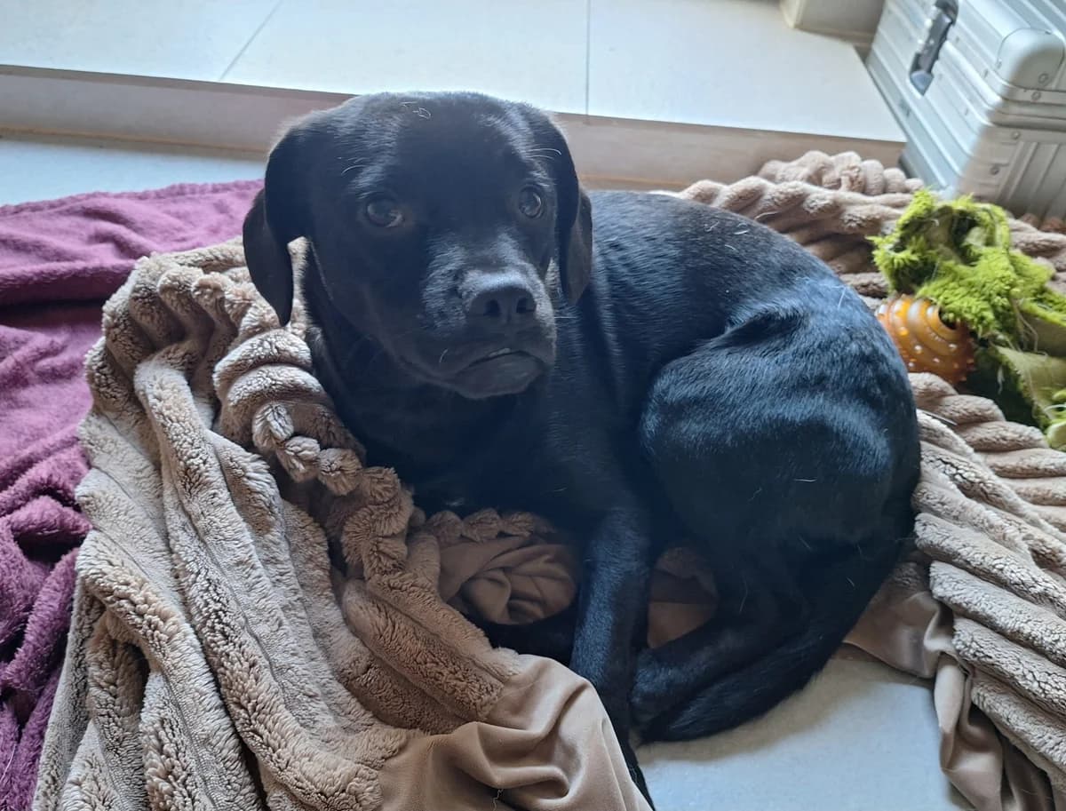 bene, male young Mixed Breed for adoption at Mit Tieren leben e.V.
