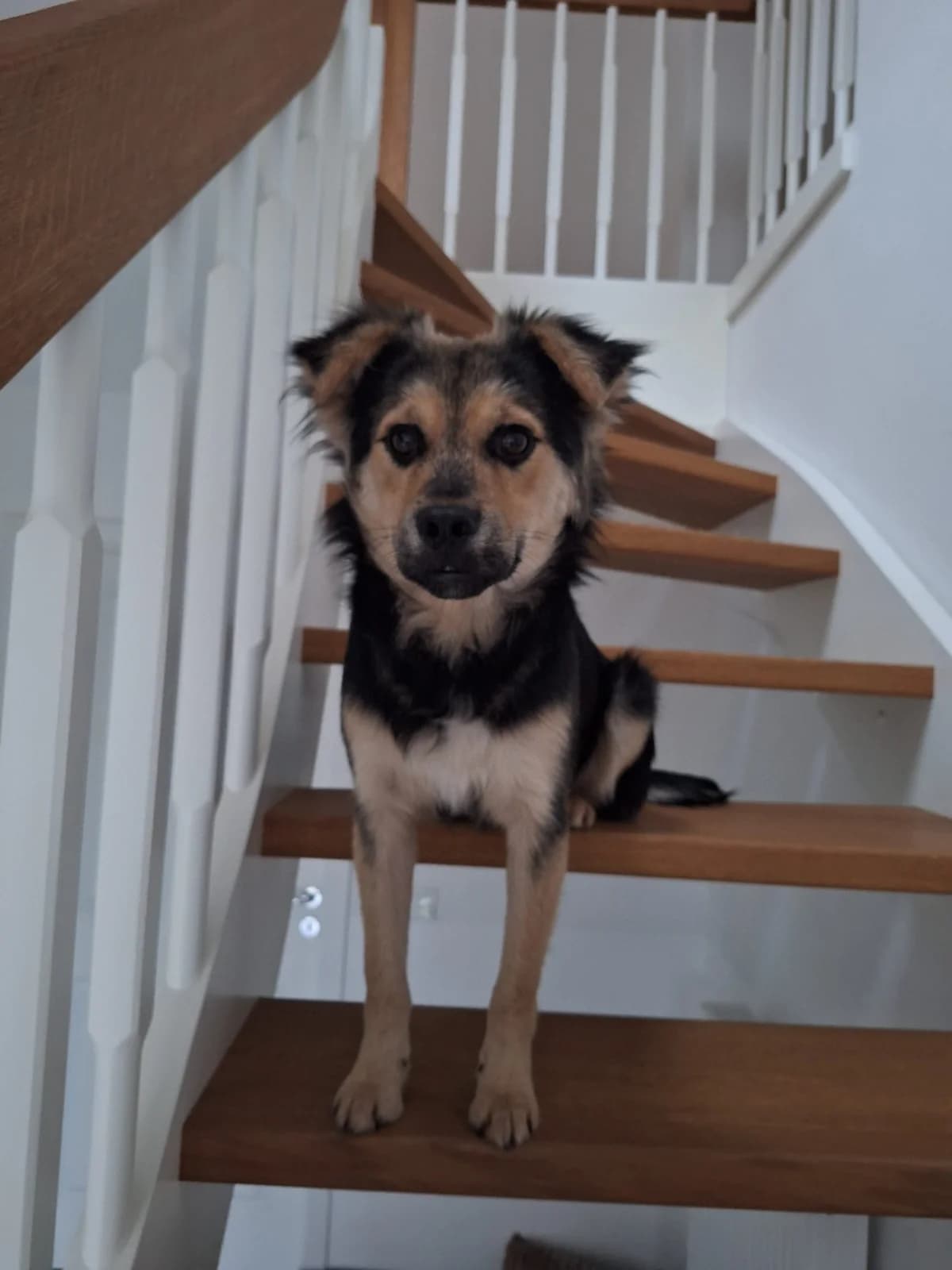bjarne, male young Mixed Breed for adoption at Mit Tieren leben e.V.