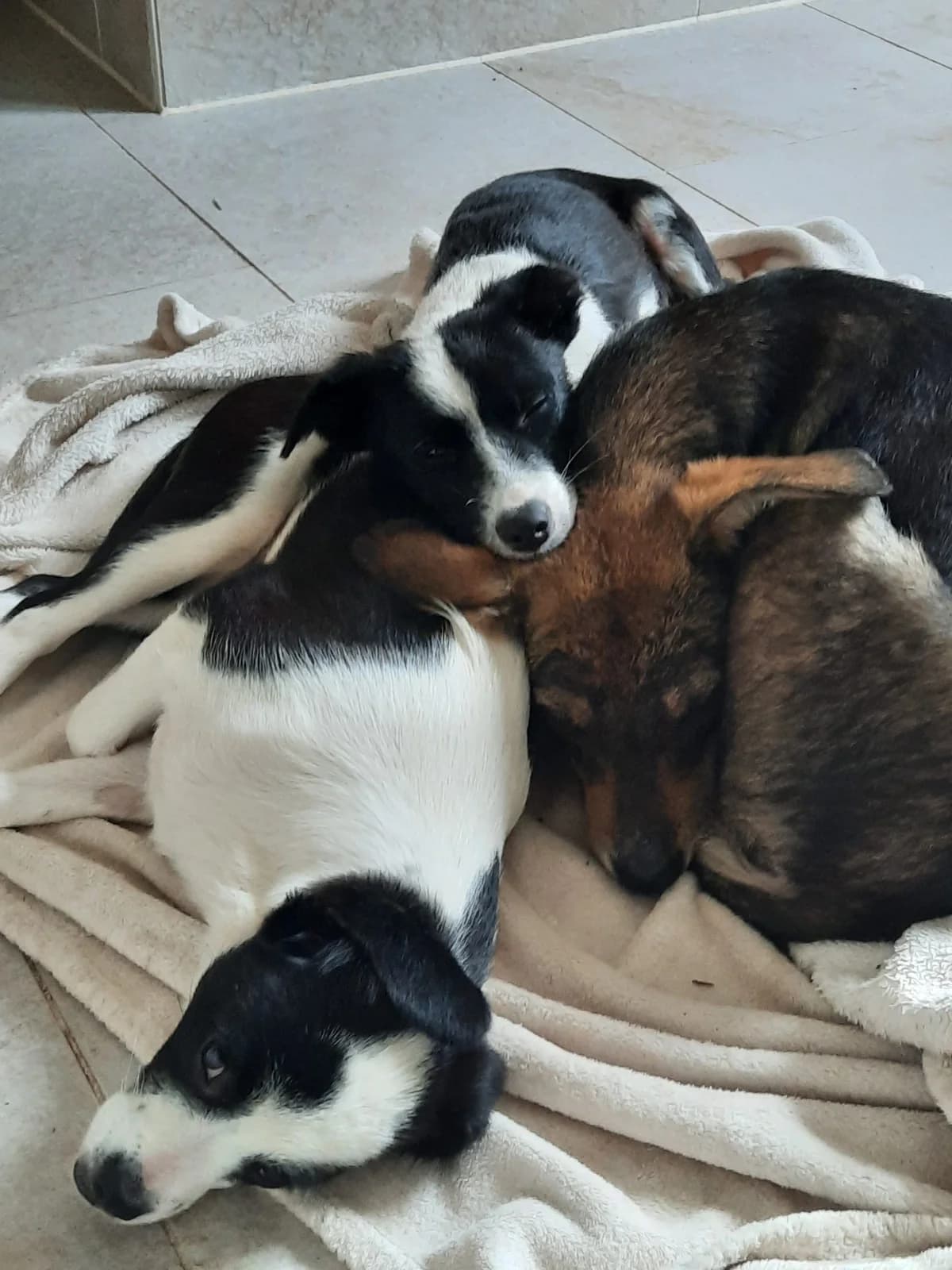 Käthe, female 3yo Mixed Breed for adoption at Mit Tieren leben e.V.