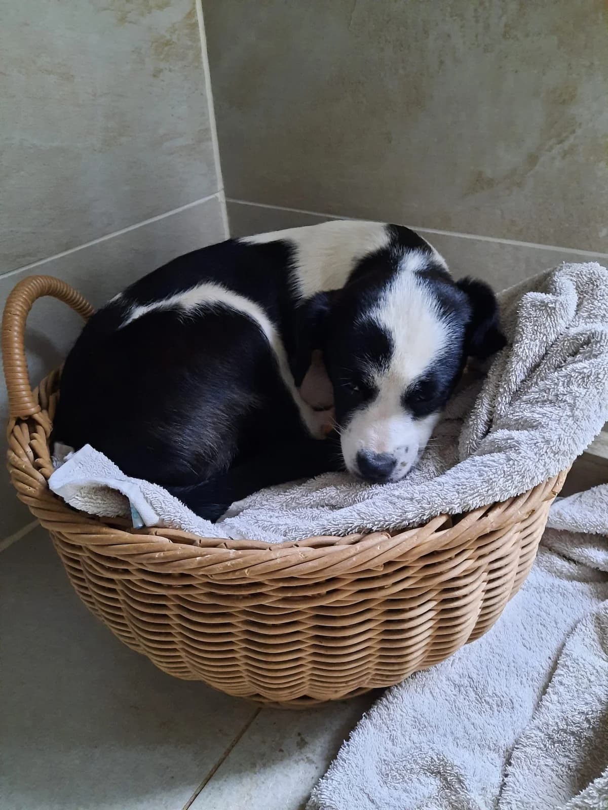 Mabou, female 3yo Mixed Breed for adoption at Mit Tieren leben e.V.