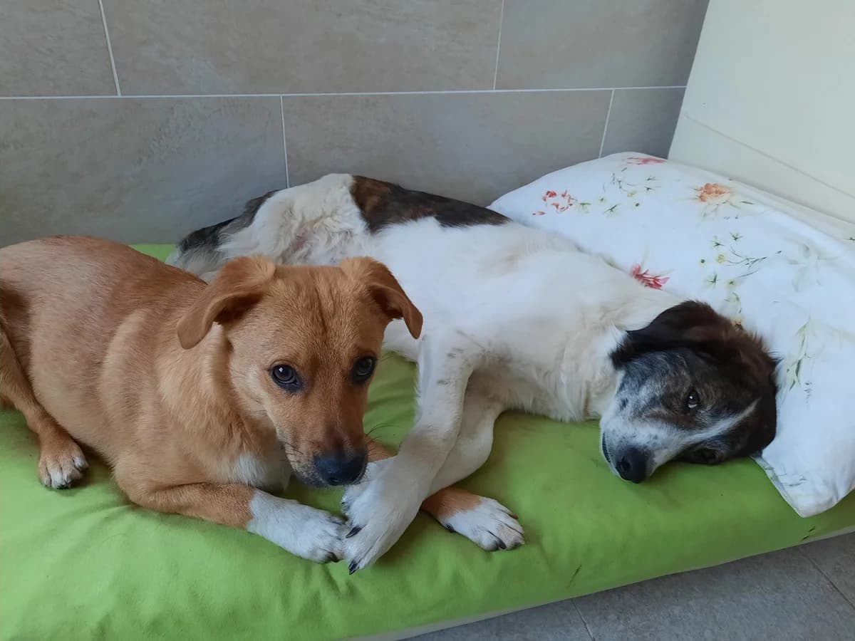 Sandor, male 3yo Mixed Breed for adoption at Mit Tieren leben e.V.