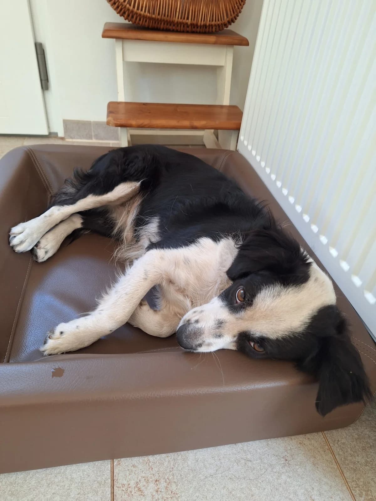 Sylvi, female 3yo Mixed Breed for adoption at Mit Tieren leben e.V.