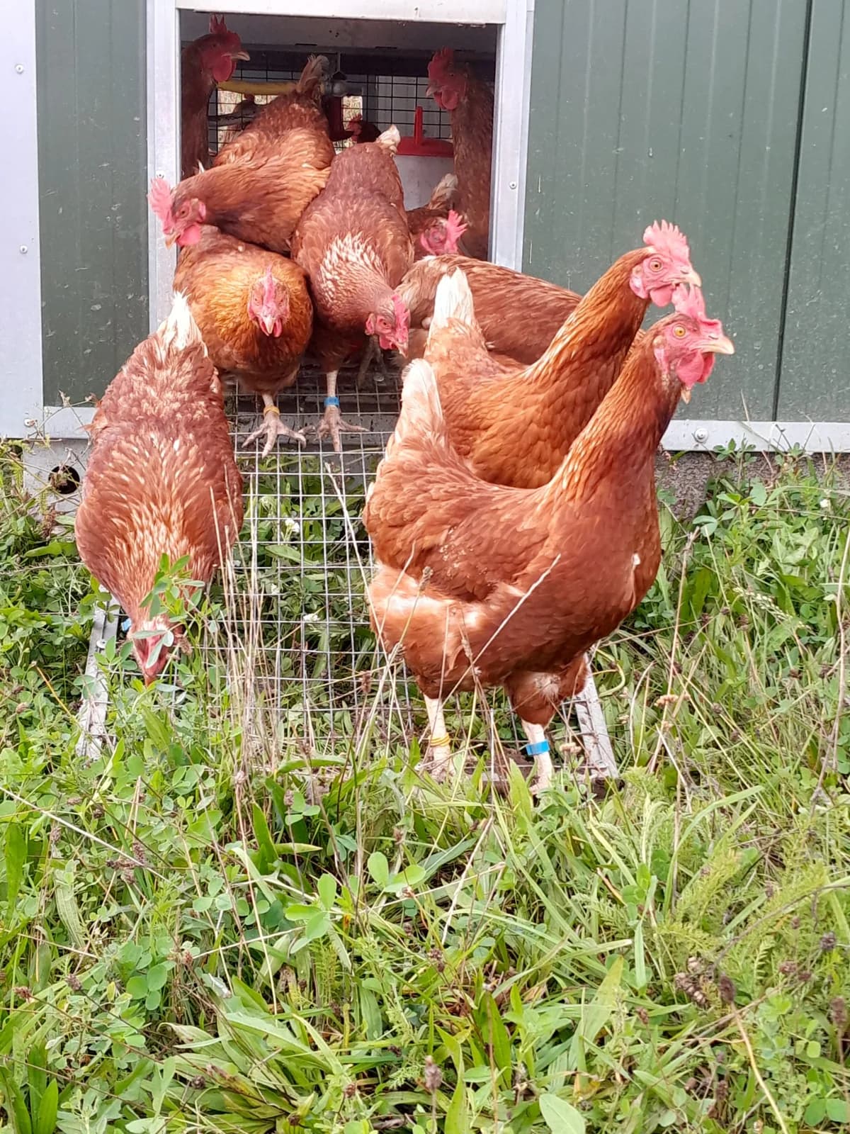 Legehennen – Fremdvermittlung, braun young Mixed Breed for adoption at Tierschutzverein M.u.T. Mensch und Tier, Bingen am Rhein