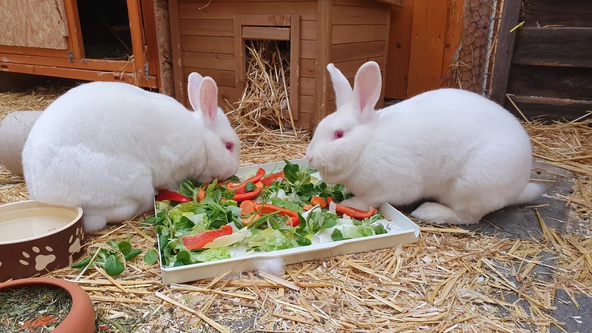 Cory und Dorchen,  young Mixed Breed for adoption at Tierschutzverein M.u.T. Mensch und Tier, Bingen am Rhein