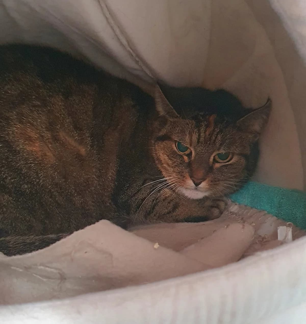 Mathilda, female senior Mixed Breed for adoption at Tierschutzverein M.u.T. Mensch und Tier, Bingen am Rhein