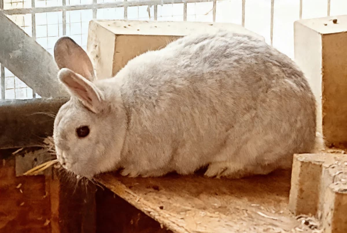 Balduin, male Mixed Breed for adoption at Tierschutzverein M.u.T. Mensch und Tier, Bingen am Rhein