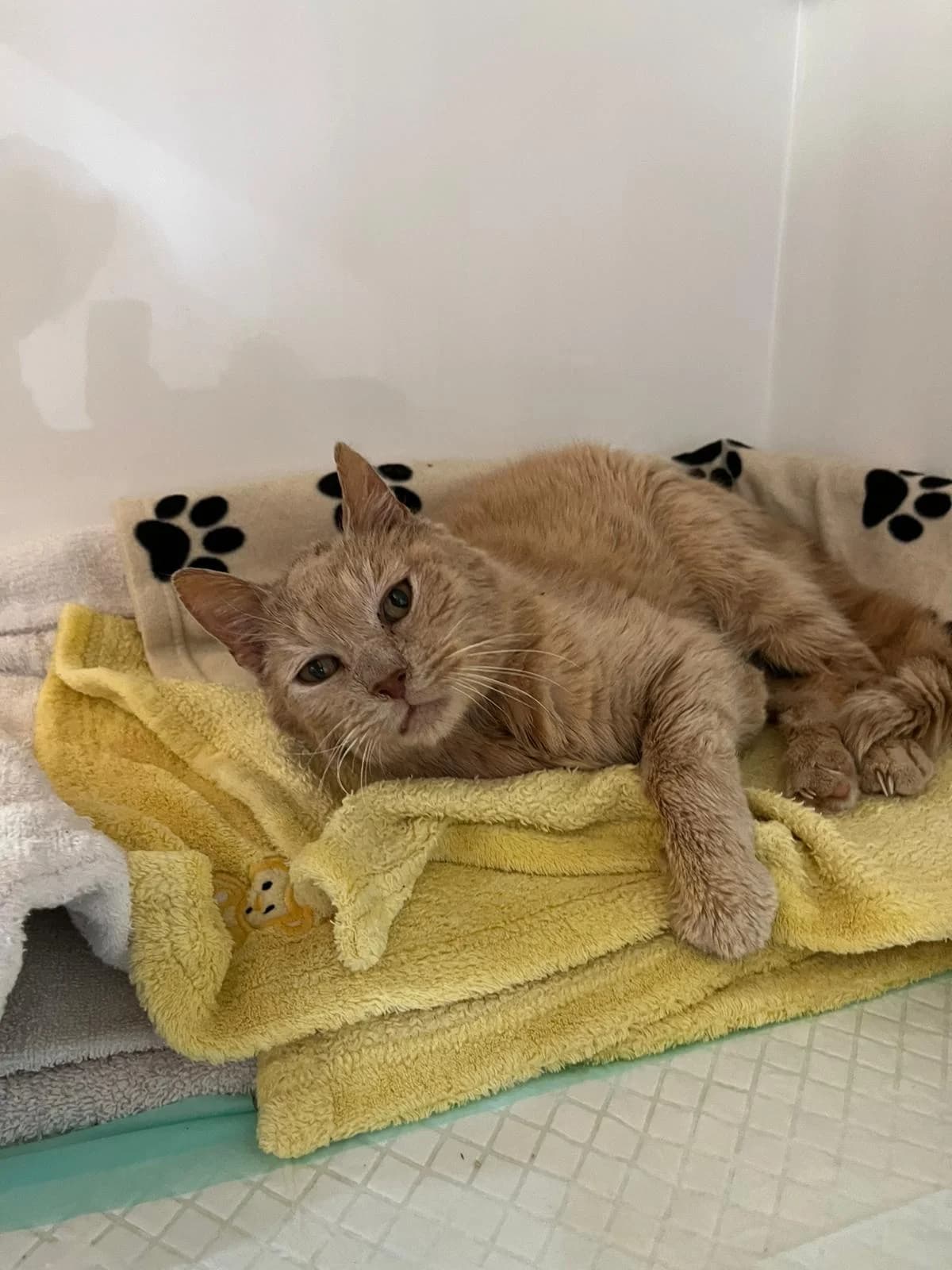 Fidelio sucht sein Glück, male senior Mixed Breed for adoption at Tierschutzverein M.u.T. Mensch und Tier, Bingen am Rhein