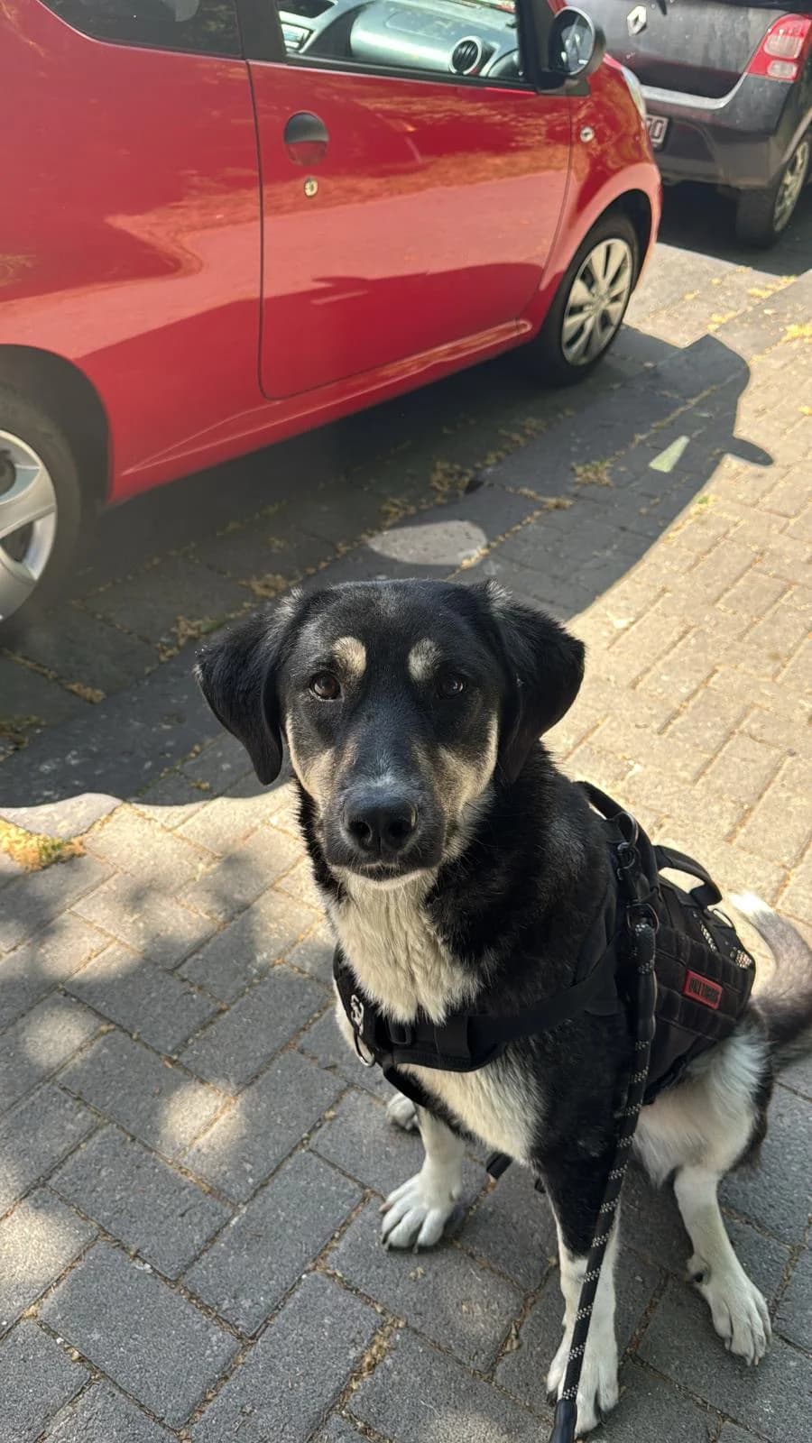 Livi, female Mixed Breed for adoption at Tierschutzverein M.u.T. Mensch und Tier, Bingen am Rhein