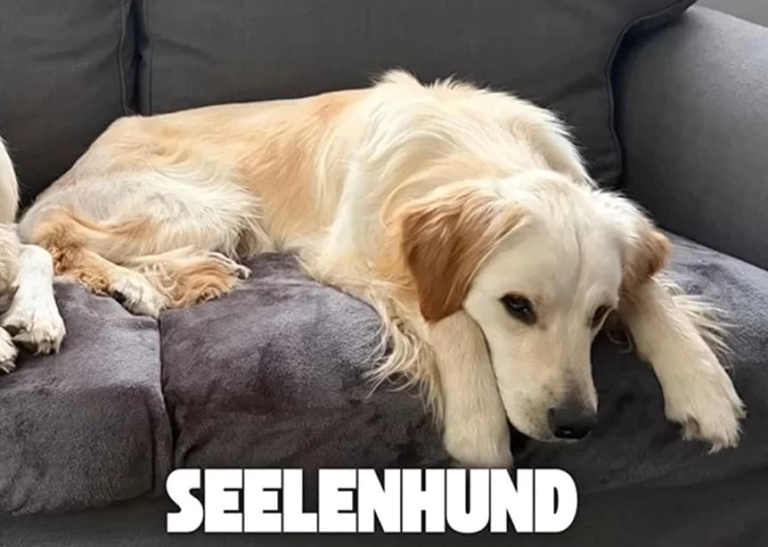 Fips, Mixed Breed (Tierschutzverein M.u.T. Mensch und Tier)