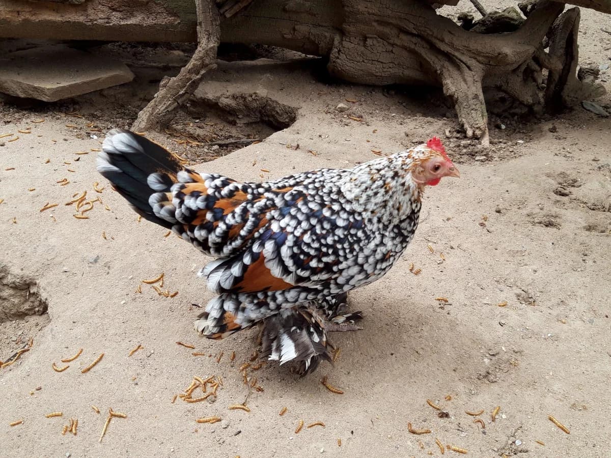 Im Seniorenstift St. Martin,  senior Mixed Breed for adoption at Tierschutzverein M.u.T. Mensch und Tier, Bingen am Rhein
