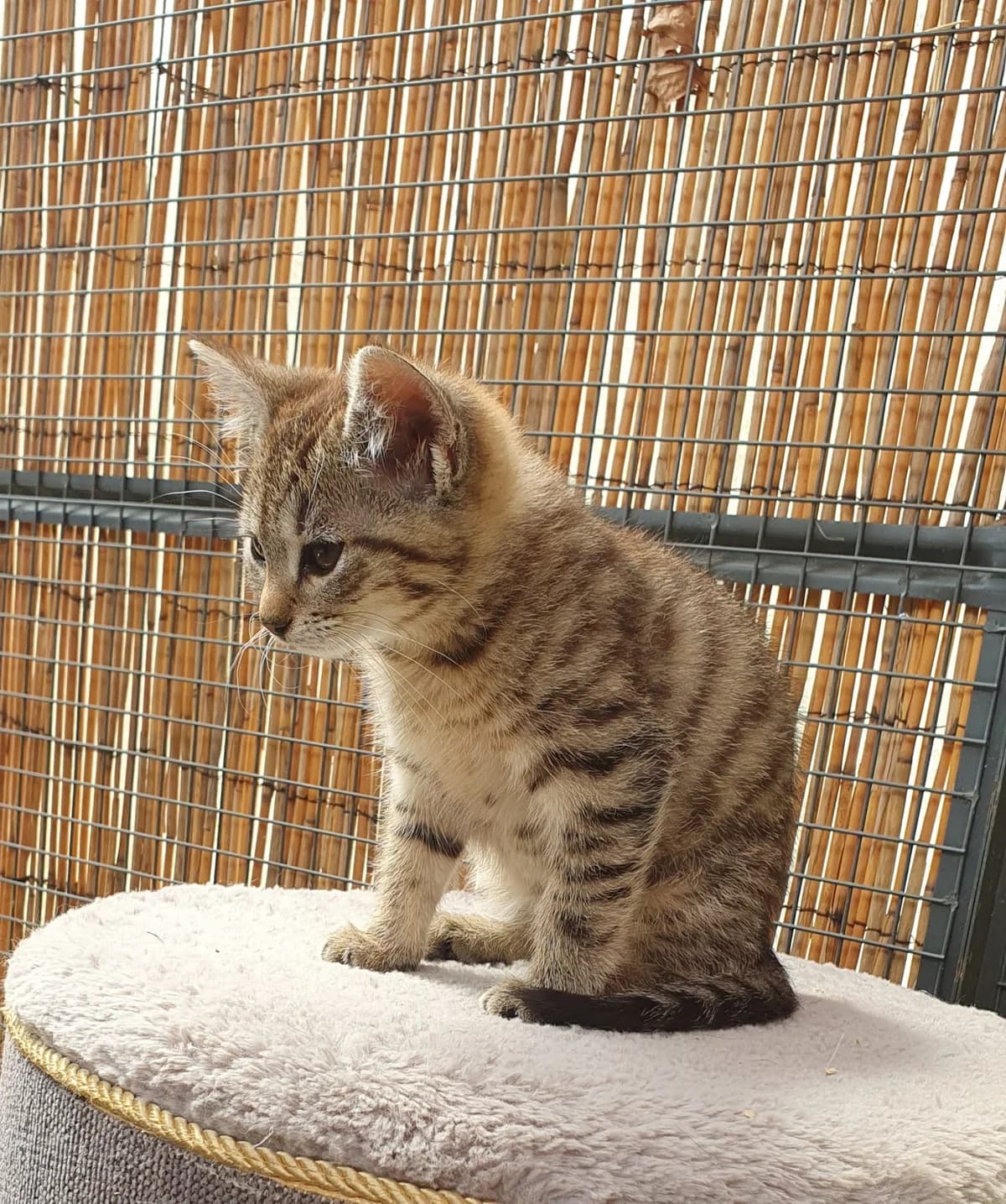 Hoeney Holly und Hailey,  puppy Mixed Breed for adoption at Tierschutzverein M.u.T. Mensch und Tier, Bingen am Rhein