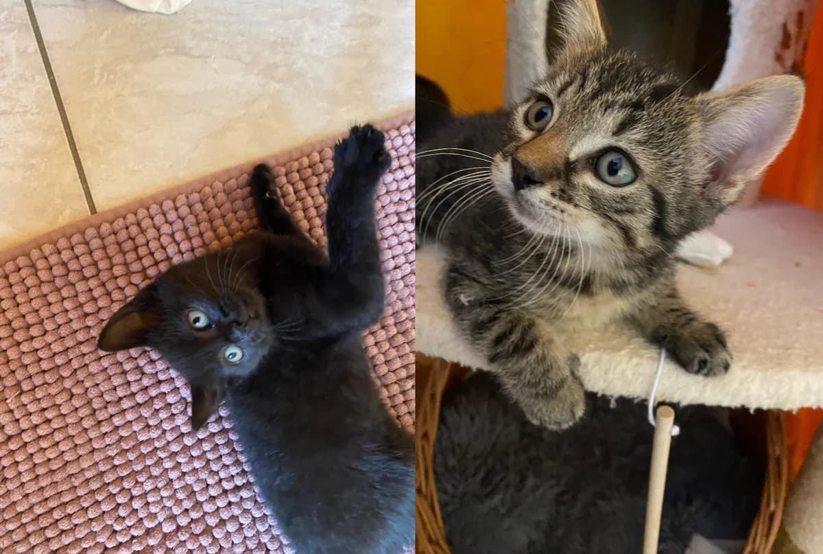 Fienchen und Findus,  puppy Mixed Breed for adoption at Tierschutzverein M.u.T. Mensch und Tier, Bingen am Rhein