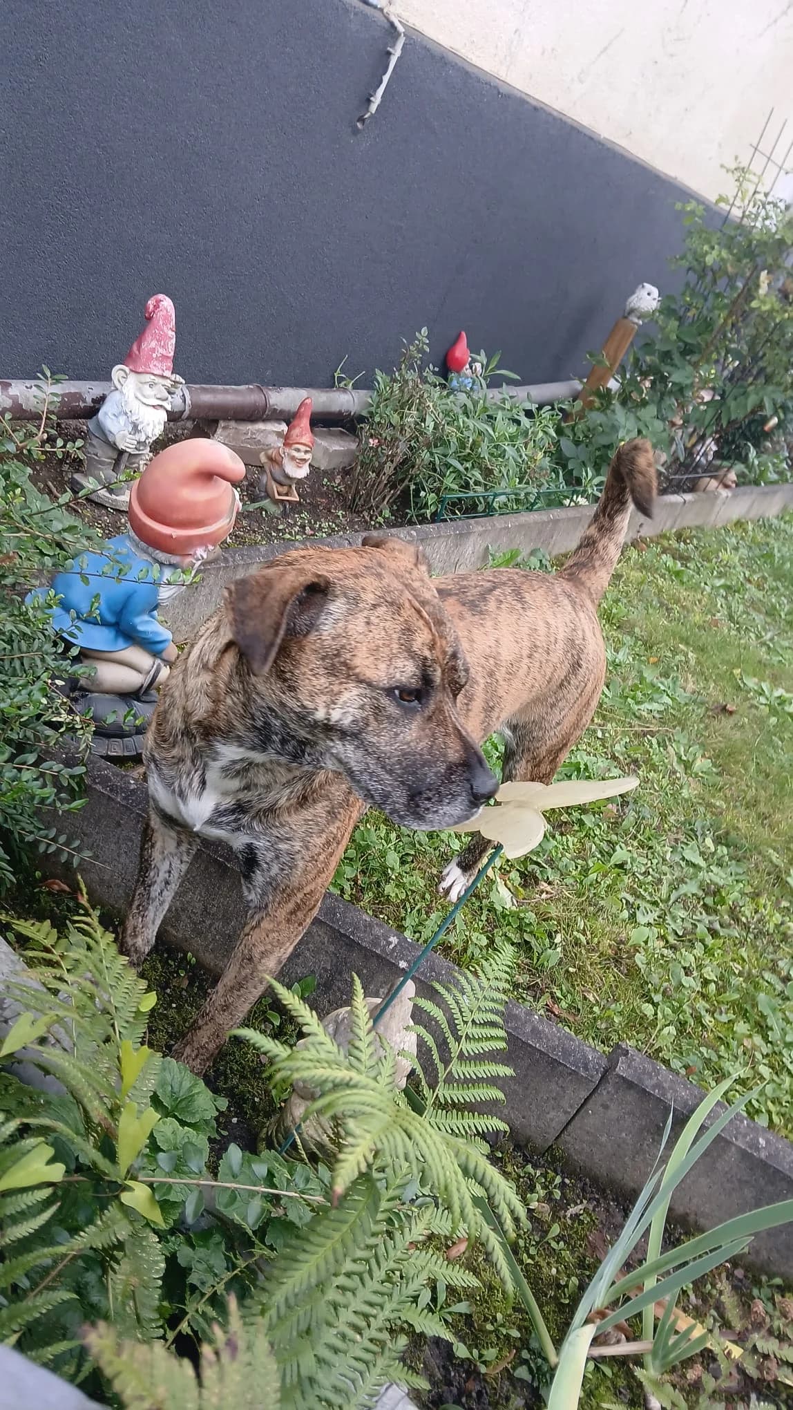 Lilly, female 3yo Mixed Breed for adoption at Tierschutzverein M.u.T. Mensch und Tier, Bingen am Rhein