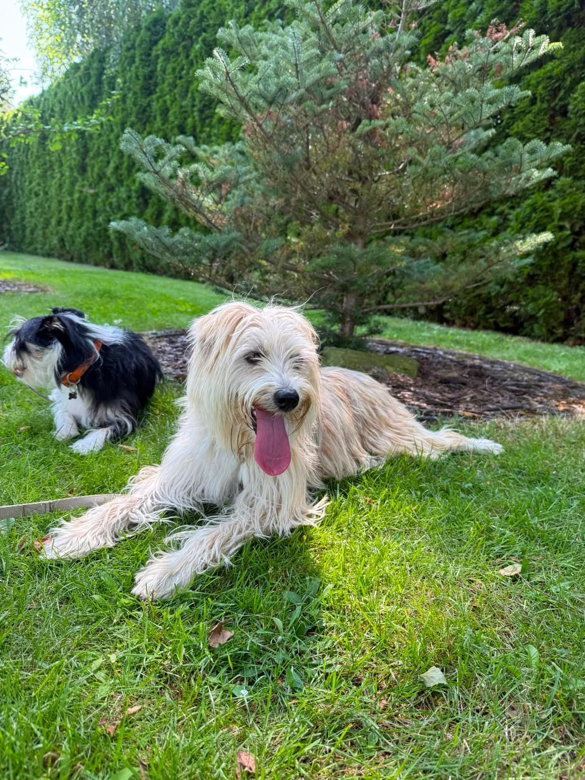 Forbs, male Mixed Breed for adoption at Tierschutzverein M.u.T. Mensch und Tier, Bingen am Rhein