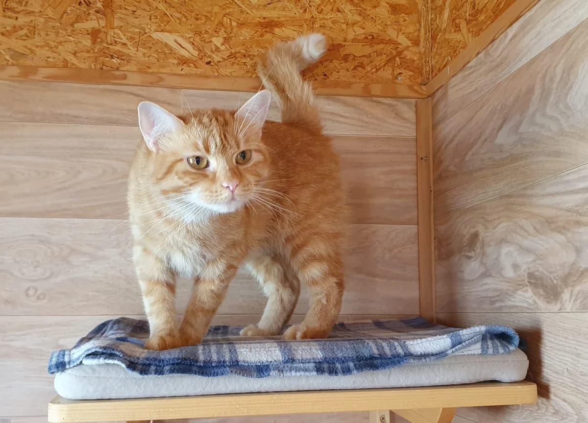 Nala sucht Katzenkenner, female 3yo Mixed Breed for adoption at Tierschutzverein M.u.T. Mensch und Tier, Bingen am Rhein