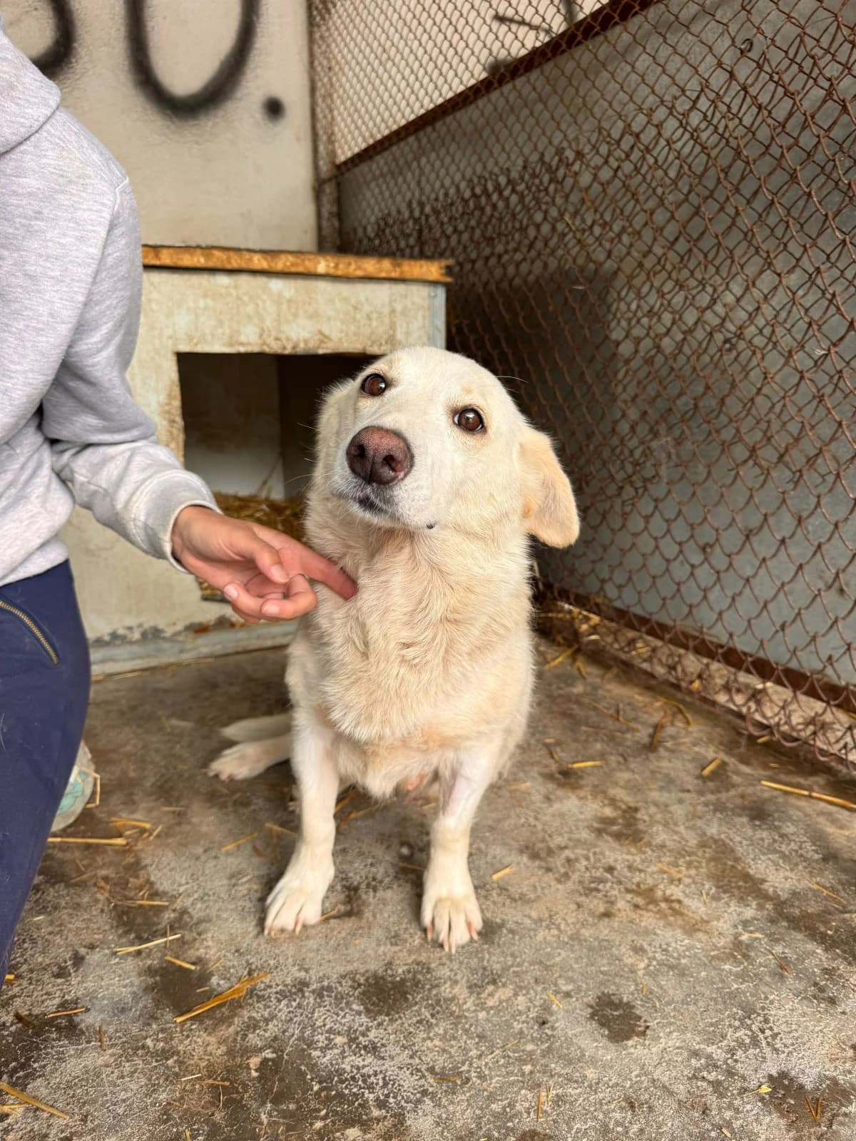 Wolke, female 6yo Mixed Breed for adoption at NaTiNo e.V.