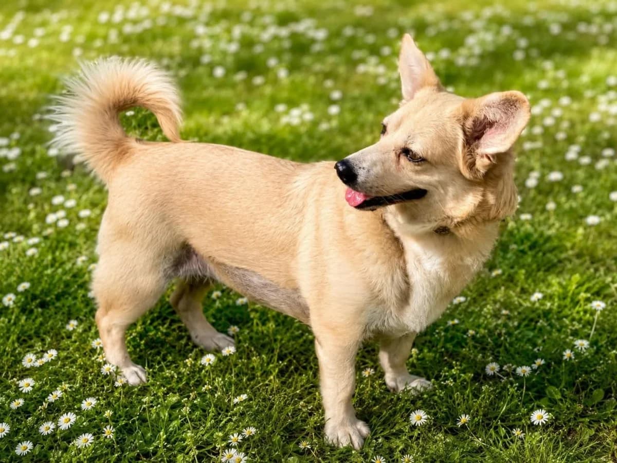 Smila, female 4yo Mixed Breed for adoption at NaTiNo e.V.