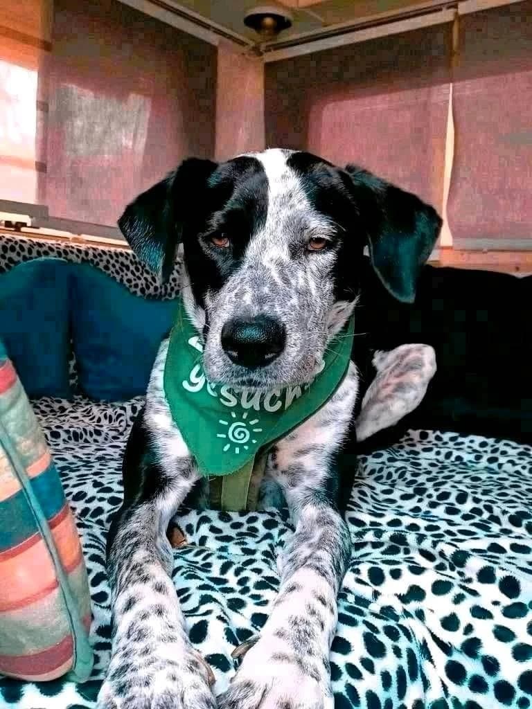 Emil, male young Mixed Breed for adoption at NaTiNo e.V.