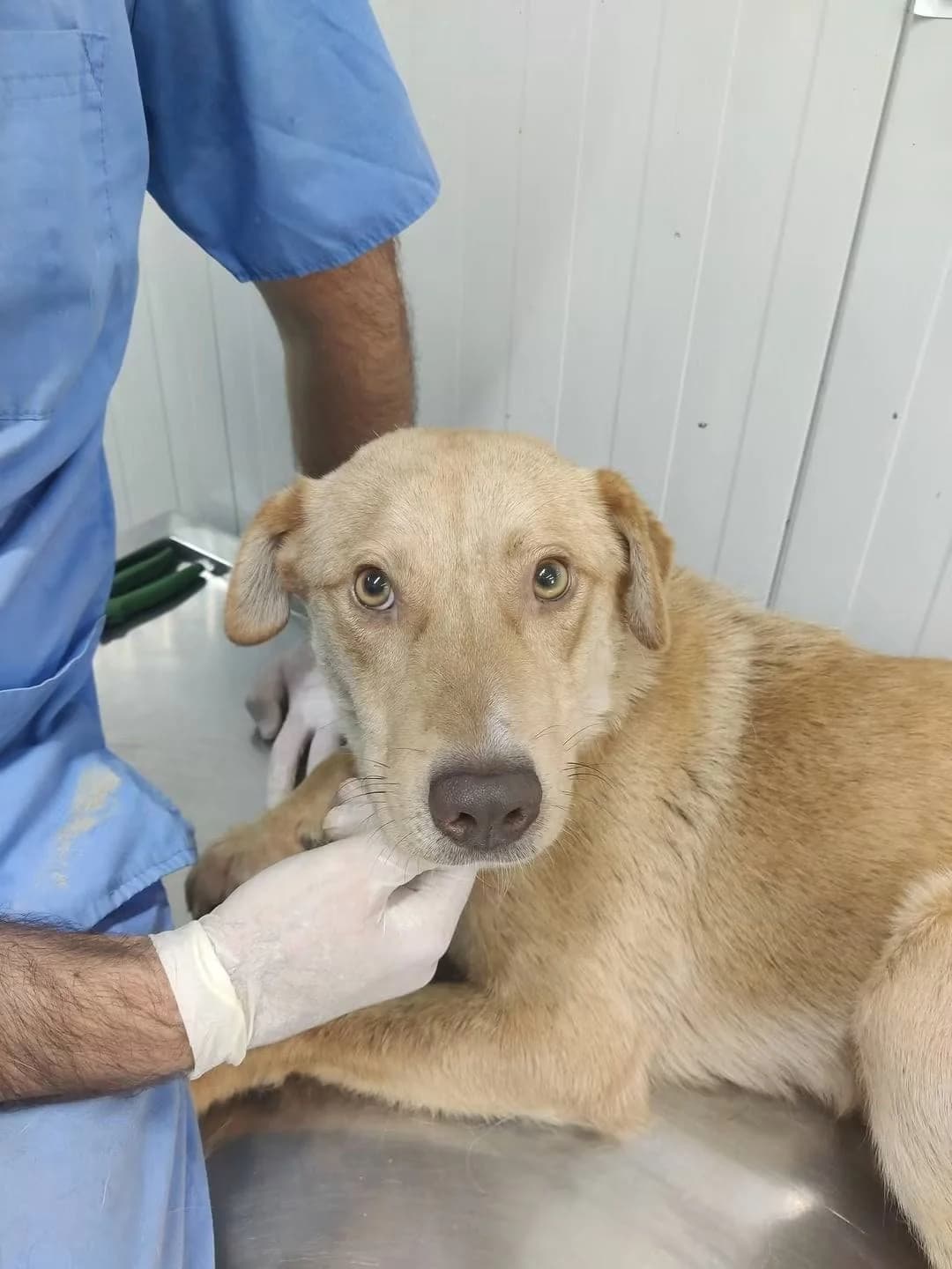 Nando, male young Mixed Breed for adoption at NaTiNo e.V.