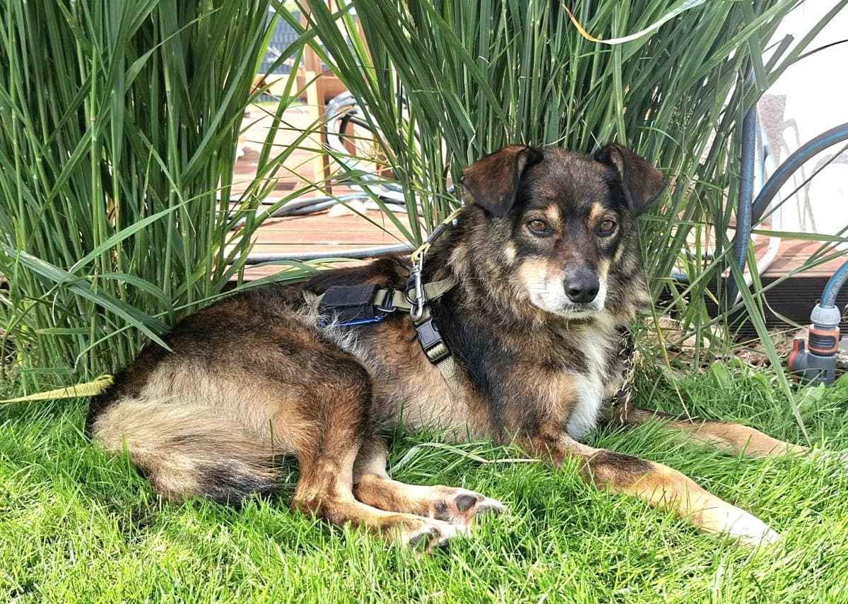 Geronimo, male 7yo Mixed Breed for adoption at NaTiNo e.V.