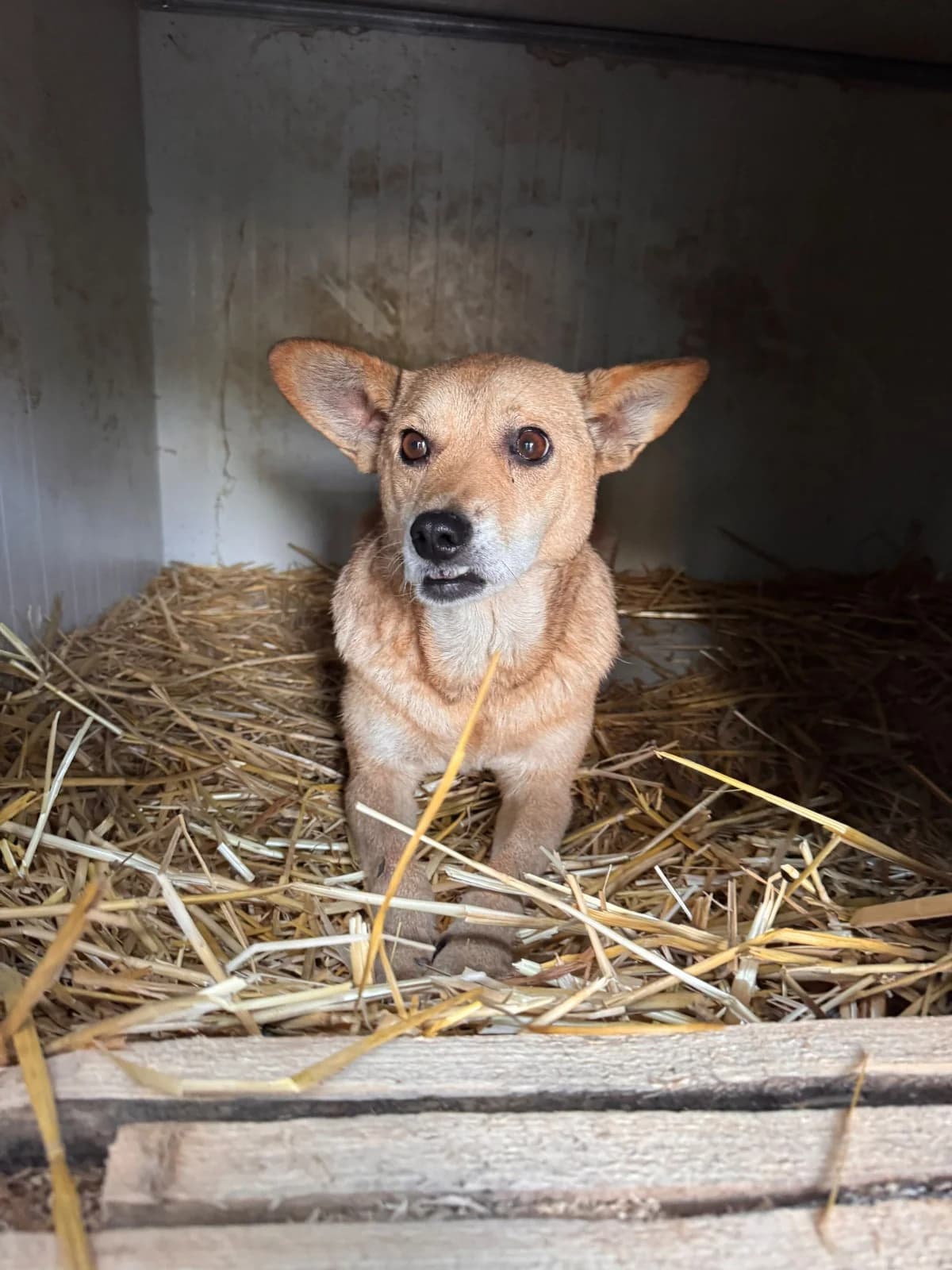 Leni, female senior Mixed Breed for adoption at NaTiNo e.V.