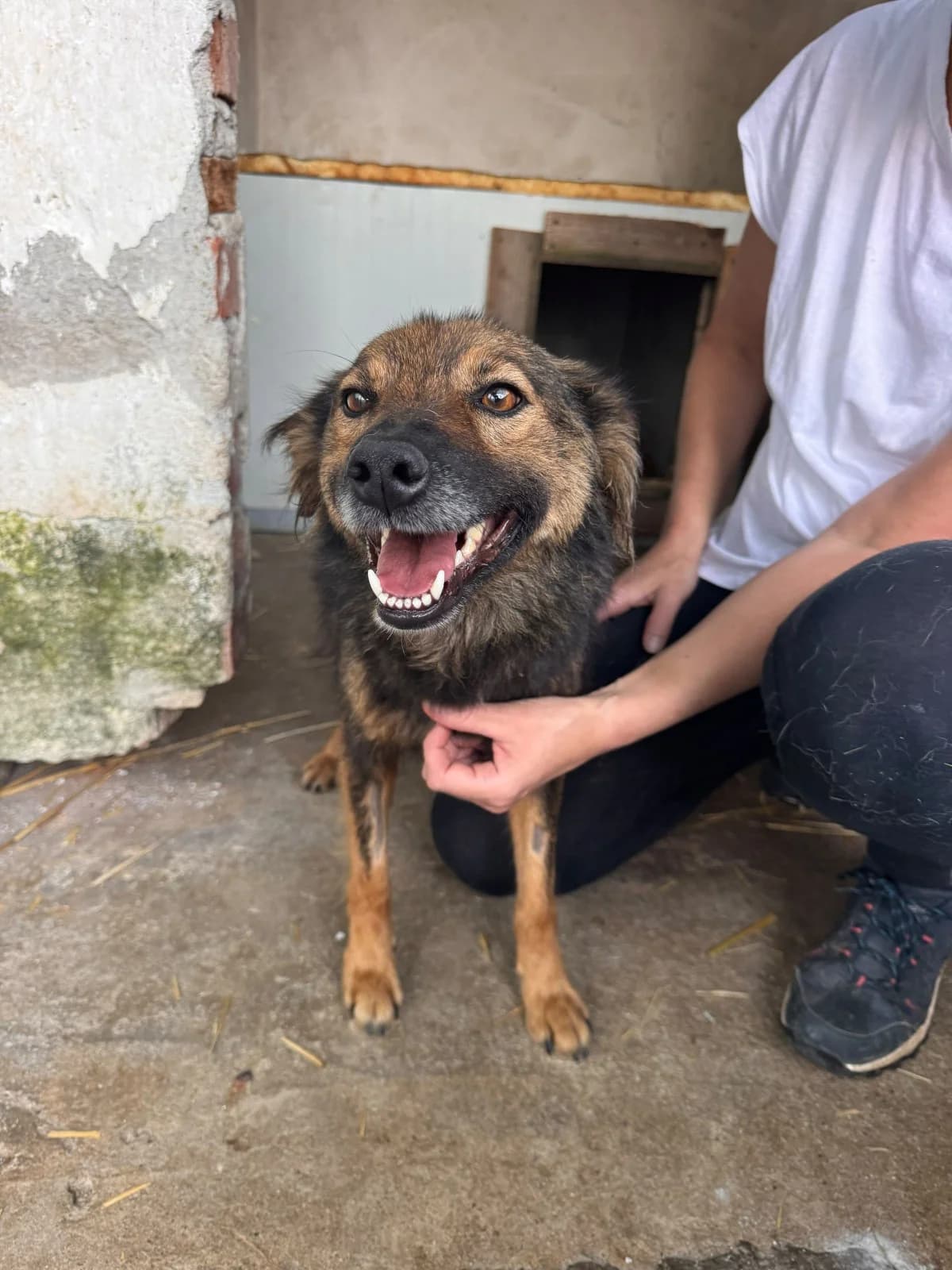 Alicia, female senior Mixed Breed for adoption at NaTiNo e.V.