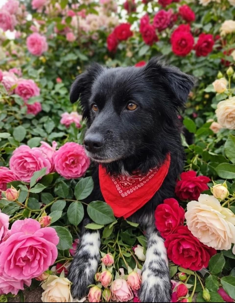 Gino, male senior Mixed Breed for adoption at NaTiNo e.V.