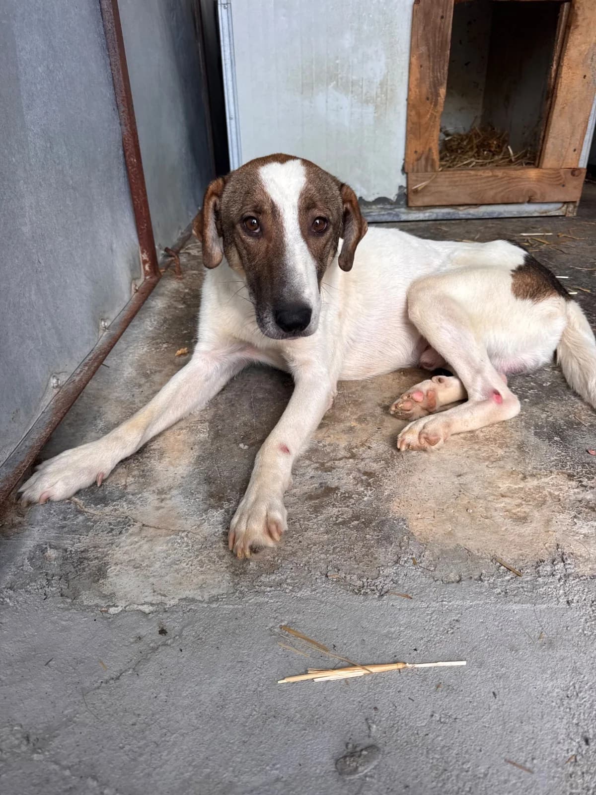 Sam, male young Mixed Breed for adoption at NaTiNo e.V.