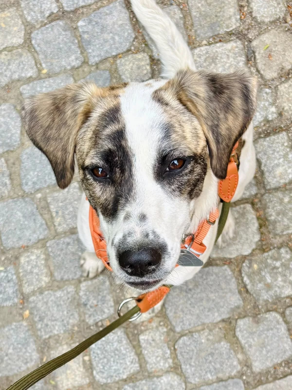 Jolie, female young Mixed Breed for adoption at NaTiNo e.V.