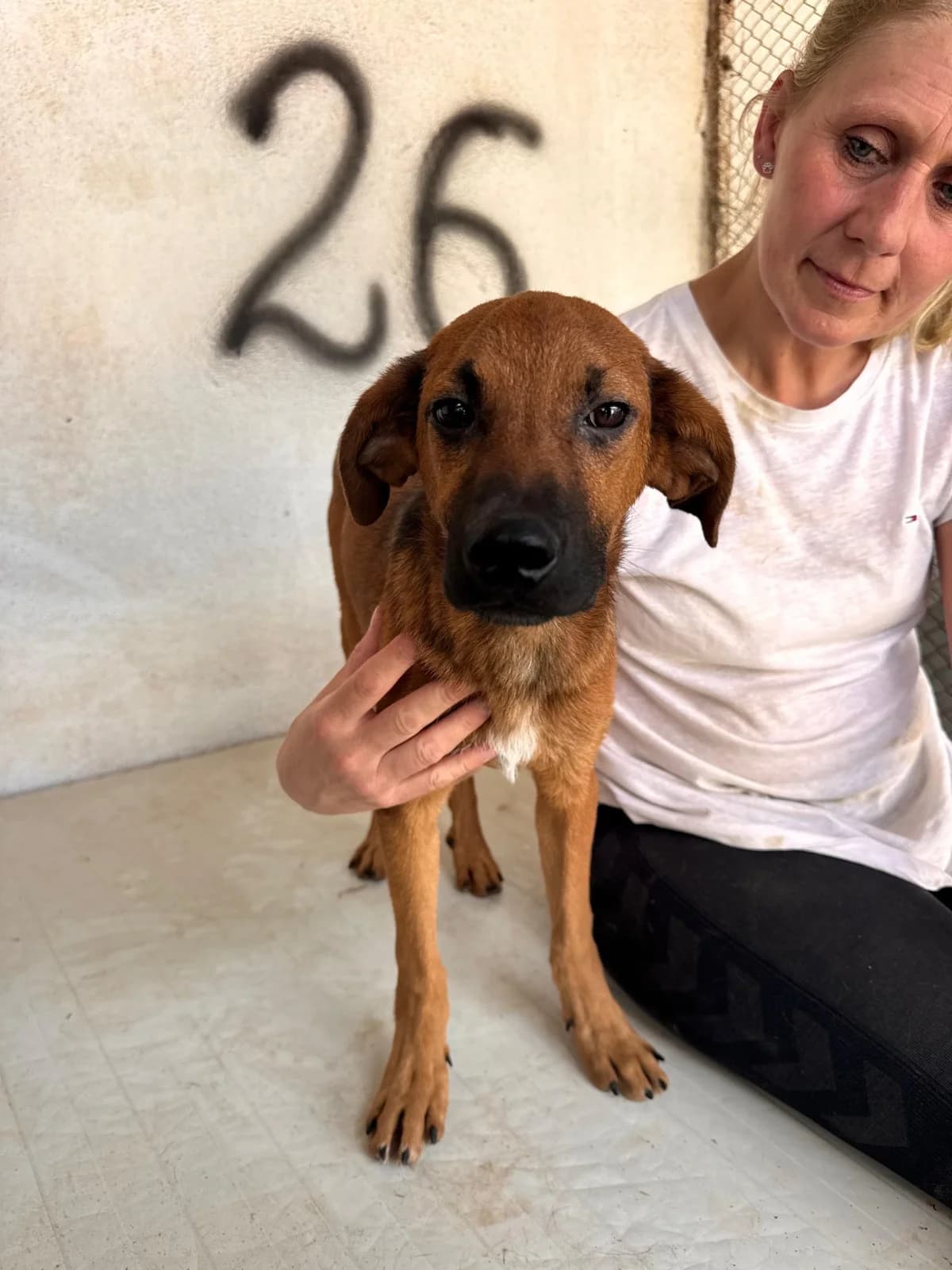 Elmo, male puppy Mixed Breed for adoption at NaTiNo e.V.