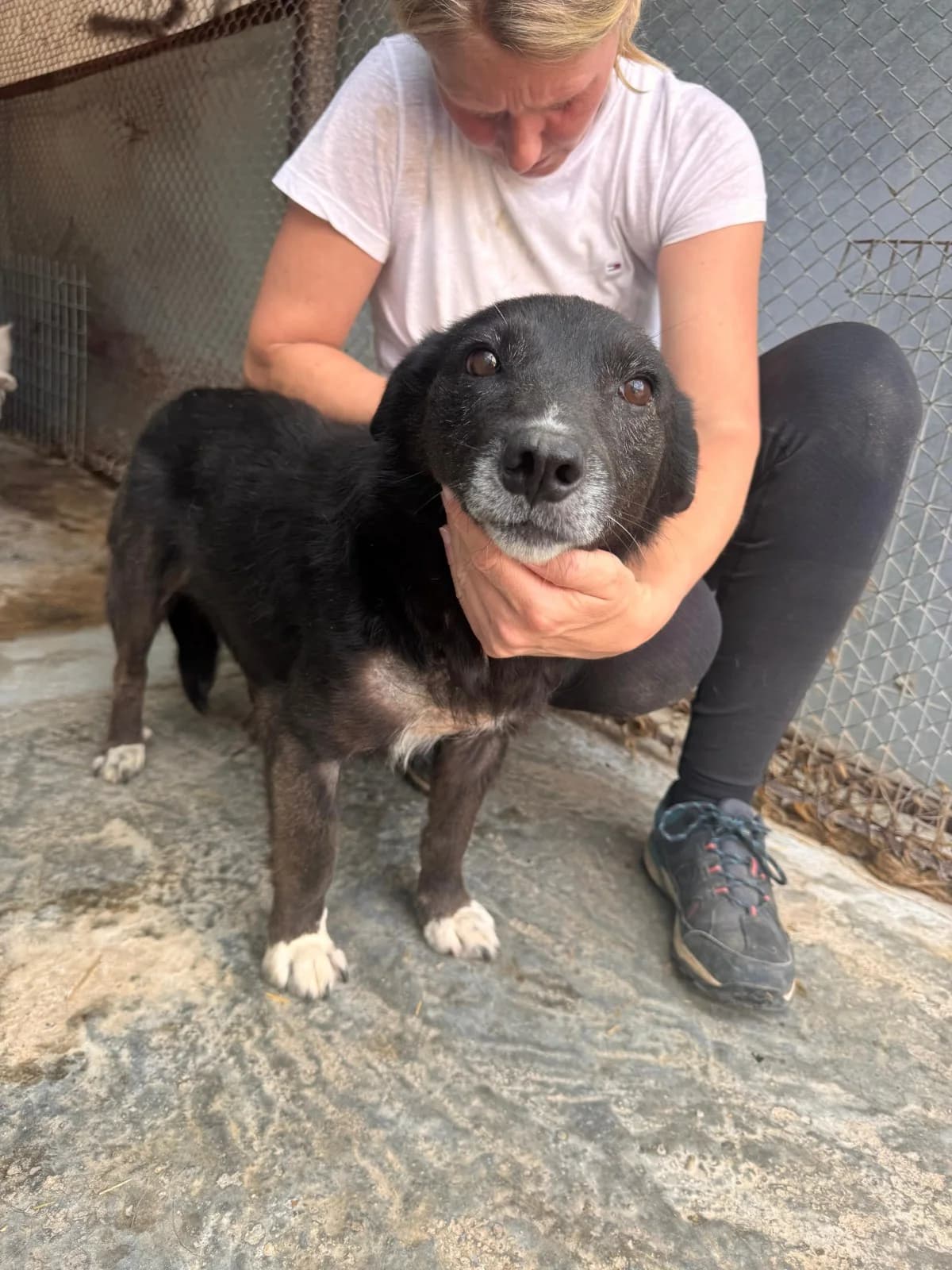 Joshi, male senior Mixed Breed for adoption at NaTiNo e.V.