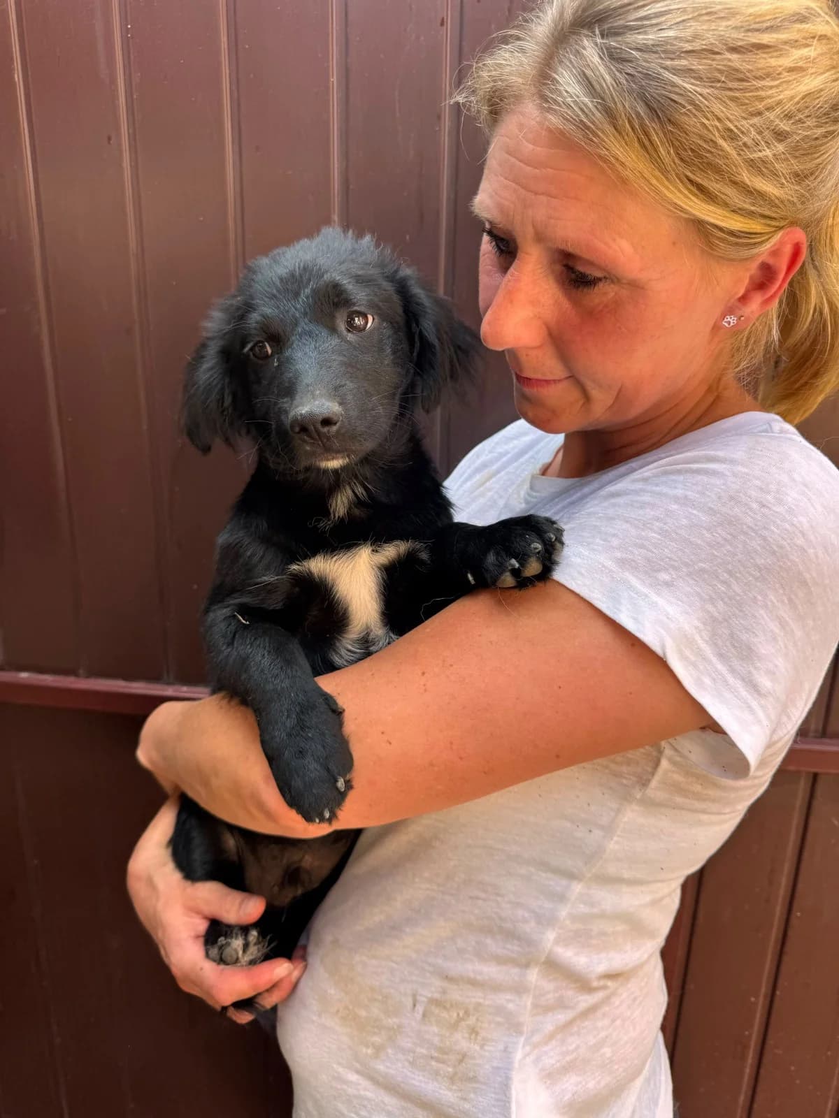 Oscar, male puppy Mixed Breed for adoption at NaTiNo e.V.