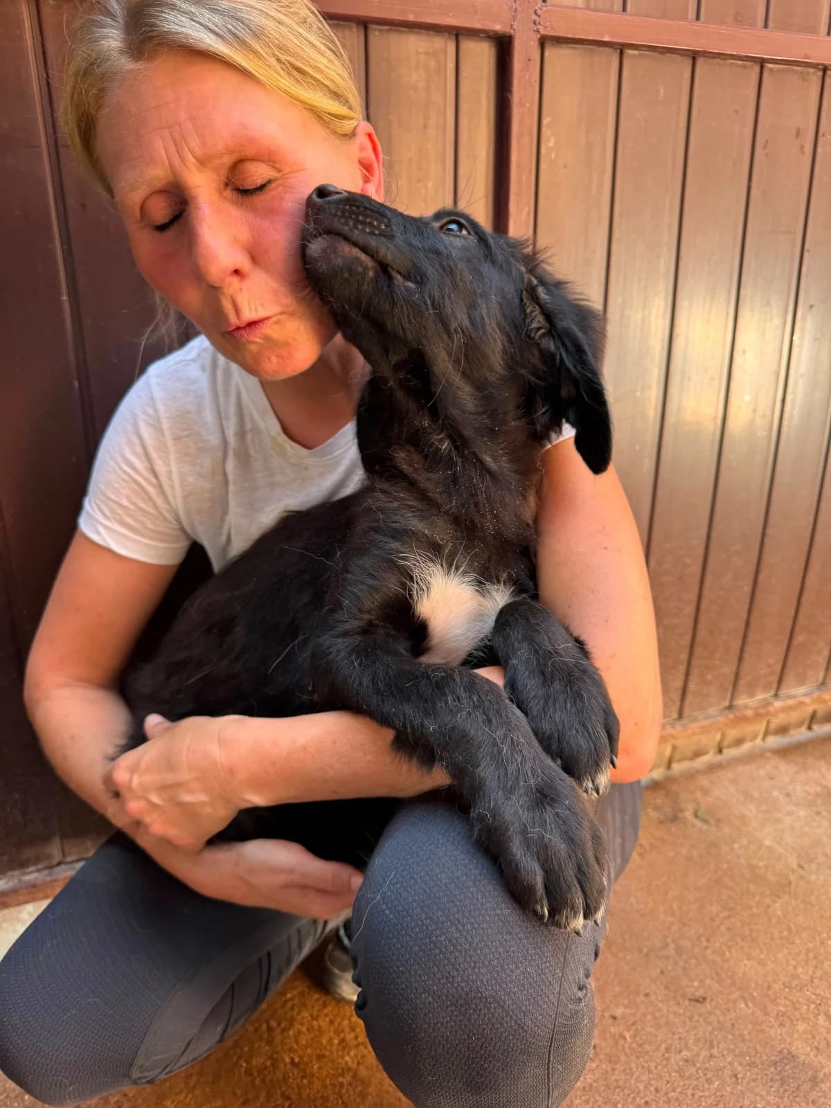 Corbu, male puppy Mixed Breed for adoption at NaTiNo e.V.