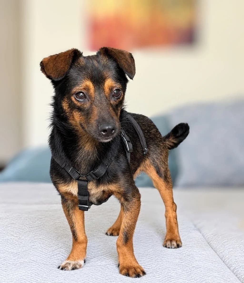 Milo, male puppy Mixed Breed for adoption at NaTiNo e.V.