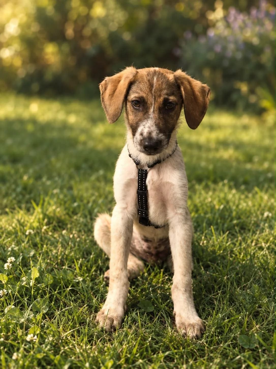 Watson, male puppy Mixed Breed for adoption at NaTiNo e.V.