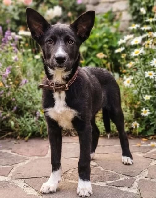 Simba, male puppy Mixed Breed for adoption at NaTiNo e.V.